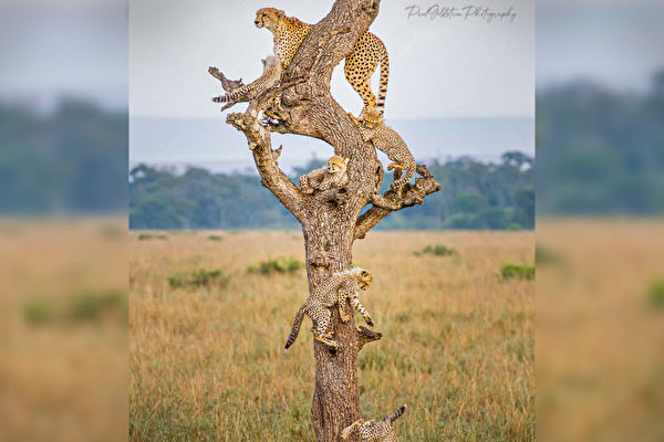 組圖：罕見時刻 整個獵豹家族棲息同一棵樹