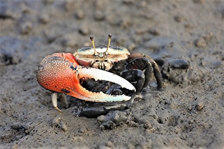 弧邊招潮蟹，牠們背甲前端有黑白網狀紋路，雄蟹又紅又亮的大螯總是上下揮舞著。