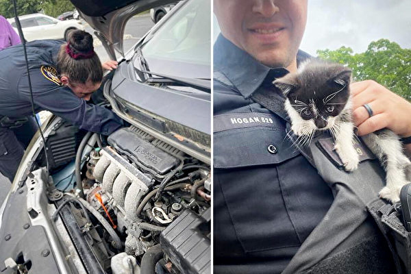 奶貓被困引擎蓋 美警員設法救出並暖心收養