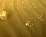 NASA发现火星表面意大利面条状物体