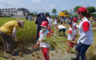 食農教育-愛稻永遠系列課程~割稻、慶豐收