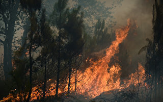 组图：法国森林遭野火侵袭 至少数千人撤离