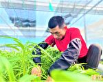人道養豬、智慧蔬果 台中8青農入選百大