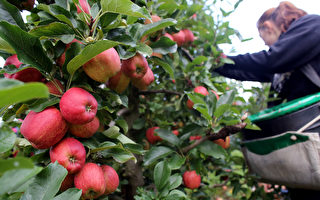 又到蘋果和獼猴桃收穫的季節 急需採摘工人
