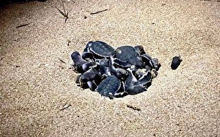 澎湖望安绿蠵龟栖地保育区 喜迎86只小海龟诞生