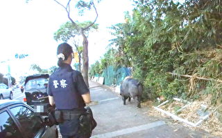 桃园黑猪逛大街 中坜警围捕花了近1小时