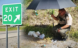 公路沟边遇受伤小狗 警察和司机爱心挽救生命