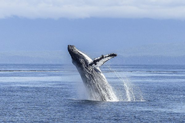 座頭鯨跳出海面 不料撞落到美國船隻上