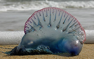 新英格蘭多處海灘出現危險水母
