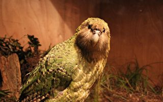 拯救见成果 鸮鹦鹉数量达近 50 年最高水平
