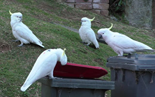 悉尼居民投訴鸚鵡翻垃圾箱 搶孩子午餐盒