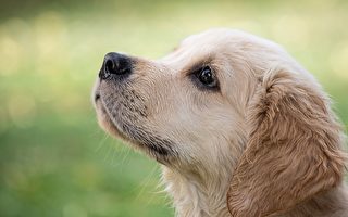 研究：小狗的视觉与嗅觉相通 或能以鼻视物