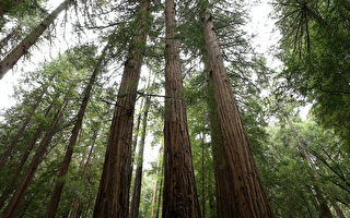 全球最高樹木亥伯龍所在地區 無限期禁止遠足