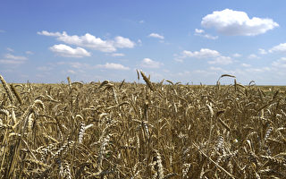 粮食危机未解 美农业设备商：持续到明年