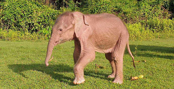 罕见白象在缅甸诞生 具备七项珍稀特征