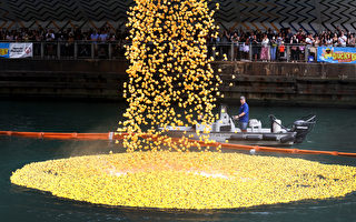 组图：芝加哥筹款 7.5万只橡皮鸭漂河竞速