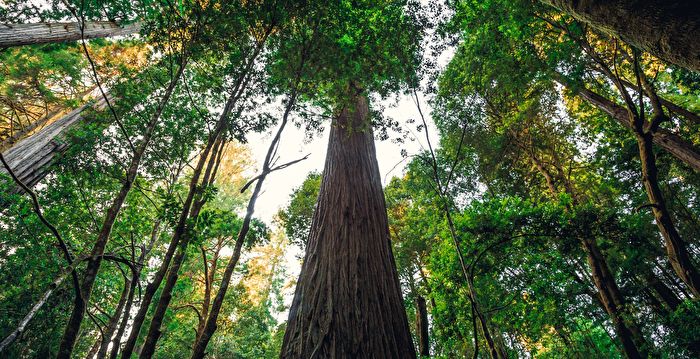世界上已知最高的树 7百多岁 禁游客靠近