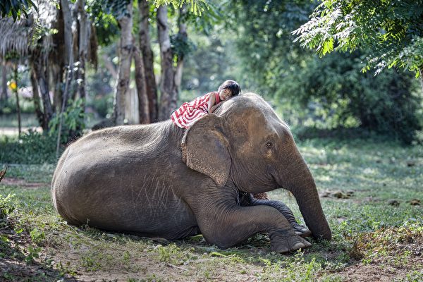 泰国11岁童每天骑大象上学 暖心互动爆红