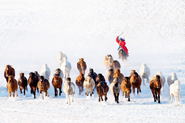 组图：蒙古牧民雪地中展现精彩的牧马技能