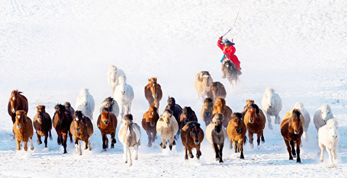 组图：蒙古牧民雪地中展现精彩的牧马技能