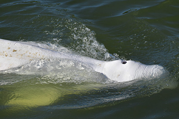 組圖：白鯨誤入塞納河拒進食 法國搶救中