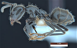 澳發現139種新物種 含會保護蝴蝶幼蟲的螞蟻