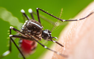 感染西尼罗河病毒蚊子 今年首现多伦多