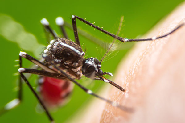 佛羅里達大學開發新型驅蚊器 通過軍方測試