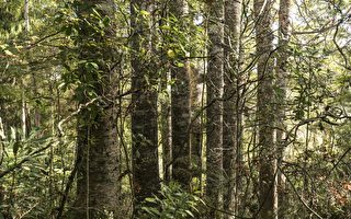 貝殼杉將受益於 3200 萬紐幣的資金支持