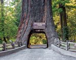 地球上最古老的生物之一“巨杉”