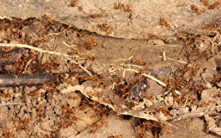 黃瘋蟻入侵昆州一世界遺產保護區 蟲害規模大