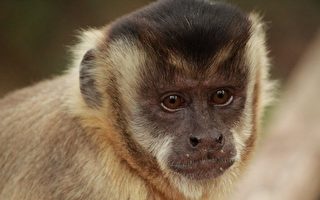 加州動物園一猴子打911電話報警