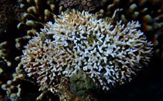 台湾珊瑚白化风险 海保署：恐进入2级警戒