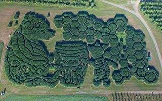 組圖：緬因州壯觀的玉米迷宮 吸引大批遊客