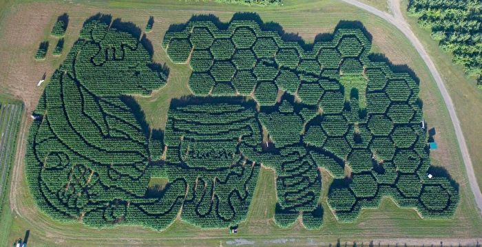 组图：缅因州壮观的玉米迷宫 吸引大批游客