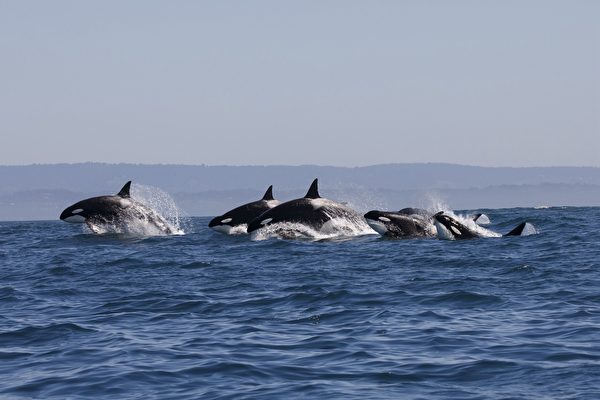 虛「鯨」一場 船員慘遭30頭虎鯨圍攻2小時