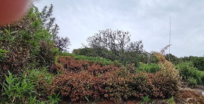 干旱威胁秋收 苏州太湖生态岛茶树果树枯死