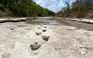 乾旱致河道乾涸 德州驚現1億年前恐龍足跡