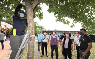 景观树木修剪 彰化县首次办理技术认证考照