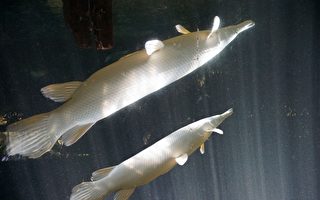 河南汝州「湖中怪魚」被捕獲 為一雌一雄