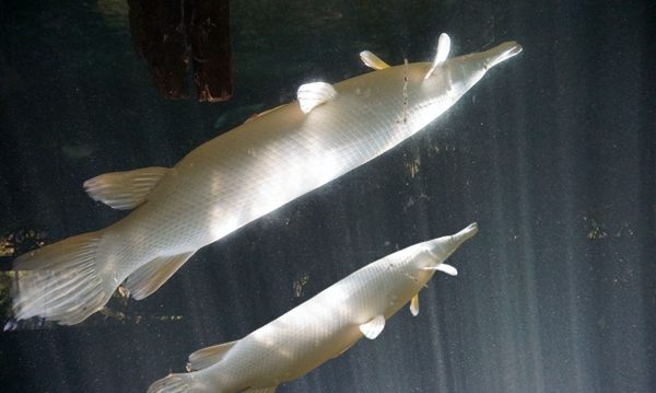 A Lake in Henan Is Drained to Catch an At-Large 'Monster' Fish