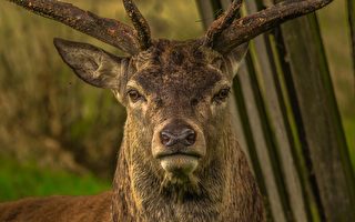 解救寵物鹿反遭攻擊 維州男子死於非命