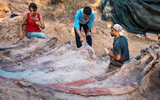葡萄牙出土25米长恐龙遗骸 或为欧洲最大