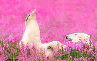组图：北极熊在夏日花丛中嬉戏的罕见画面