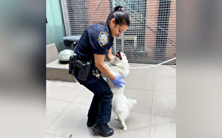 高温超80℉ 纽约警察救出被关车中小狗并收养