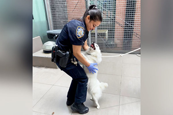 高溫超80℉ 紐約警察救出被關車中小狗並收養