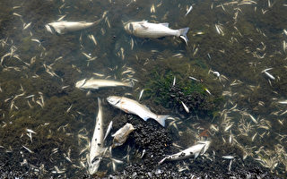 湾区各地出现大范围鱼类死亡 专家：藻华所致