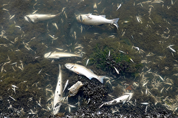 灣區各地出現大範圍魚類死亡 專家：藻華所致