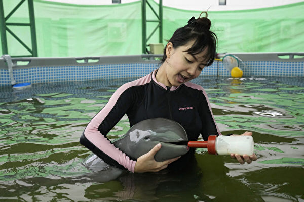 泰國瀕危小海豚擱淺 緊急救援牽動眾人心