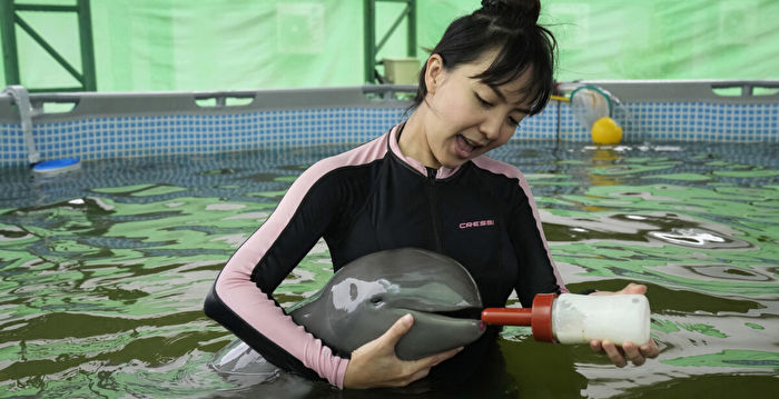 泰国濒危小海豚搁浅 紧急救援牵动众人心